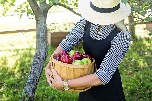 Žena v klobúku drží v rukách drevený kôš s jablkami